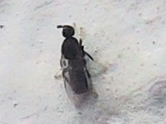 Holoplagia guamensis