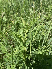 Astragalus canadensis