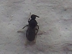 Holoplagia guamensis