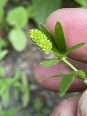 Ranunculus inamoenus inamoenus