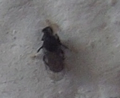 Holoplagia guamensis