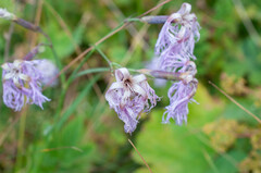 Microbotryum superbum