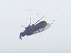 Holoplagia guamensis