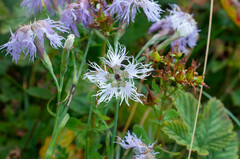 Microbotryum superbum