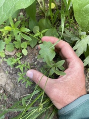 Ranunculus inamoenus inamoenus