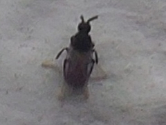 Holoplagia guamensis