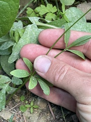Ranunculus inamoenus inamoenus
