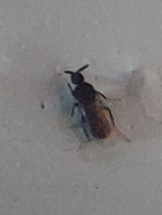 Holoplagia guamensis