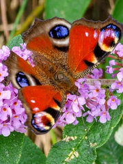 Aglais io