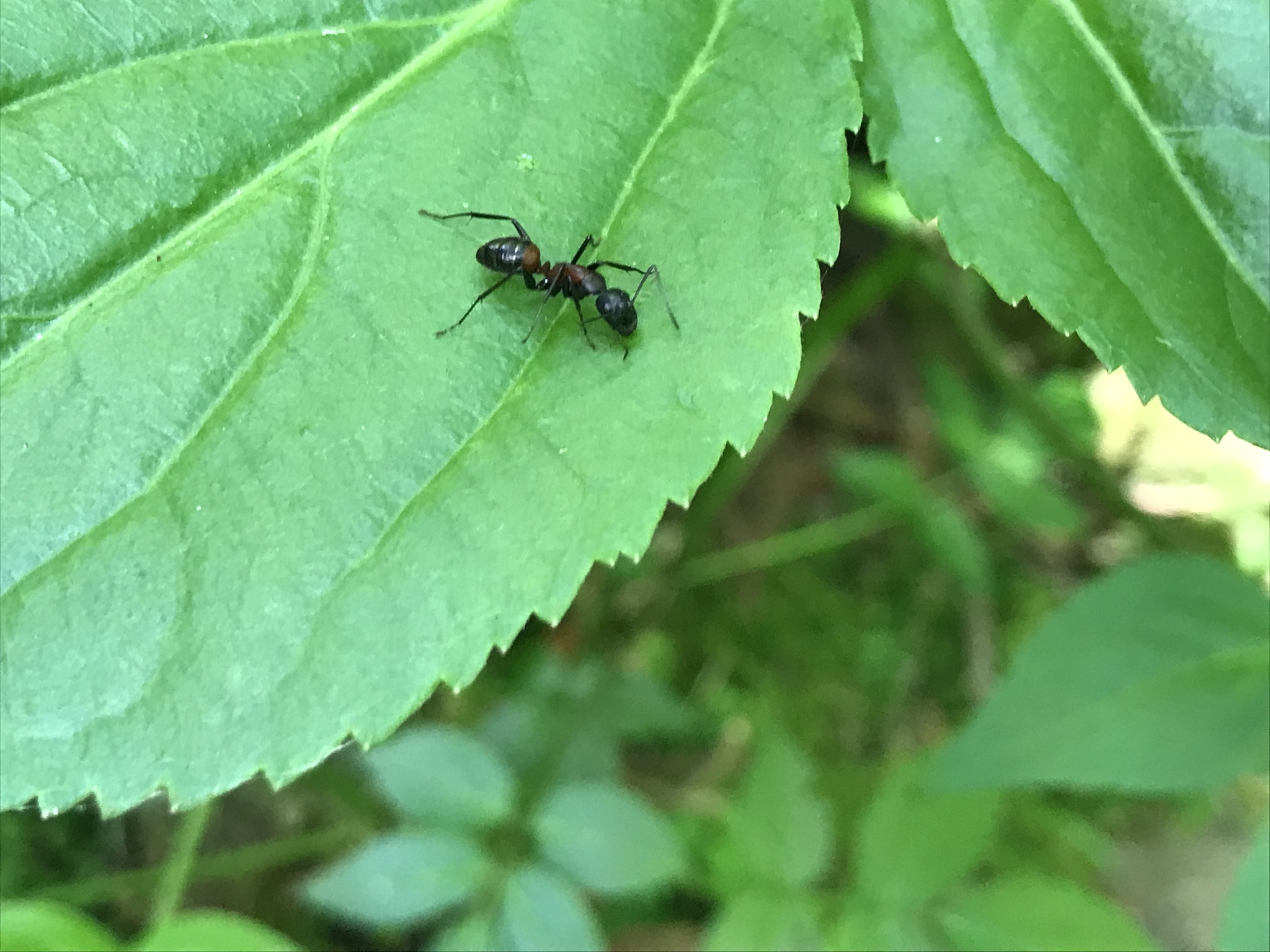 Camponotus hemichlaena