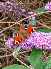 Aglais io