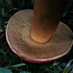 Boletus harrisonii