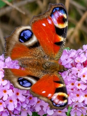 Aglais io