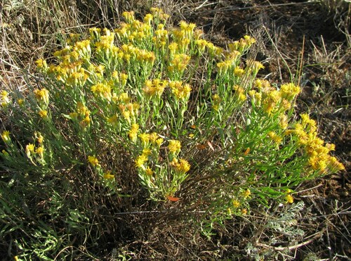 Tartaarse aster (Galatella tatarica)
