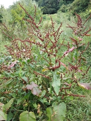 Rumex obtusifolius silvestris