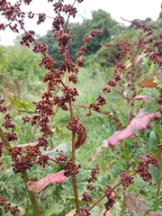 Rumex obtusifolius silvestris