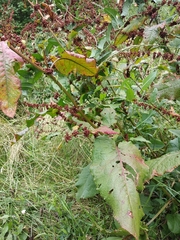 Rumex obtusifolius silvestris