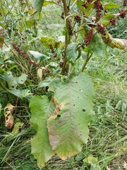 Rumex obtusifolius silvestris