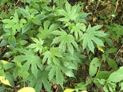 Parasenecio delphiniphyllus