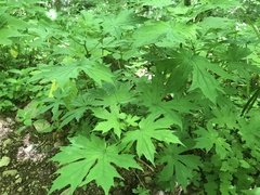 Parasenecio delphiniphyllus