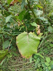 Rumex obtusifolius silvestris