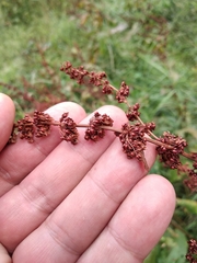 Rumex obtusifolius silvestris