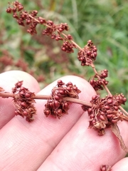 Rumex obtusifolius silvestris