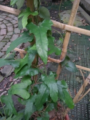 Aristolochia kaempferi