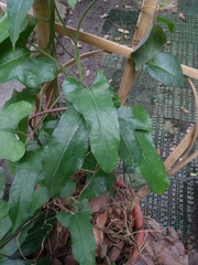 Aristolochia kaempferi