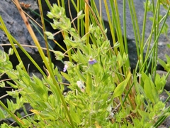 Hygrophila pilosa
