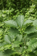 Crataegus