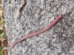 Leposternon microcephalum