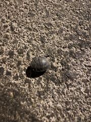 Polyphaga aegyptiaca