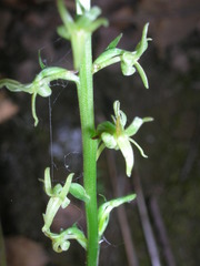 Platanthera leptopetala
