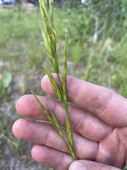 Bromus marginatus