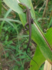 Cnemidophorus gramivagus