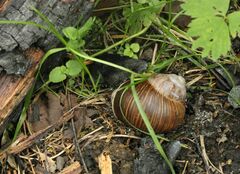 Helix pomatia