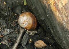 Helix pomatia
