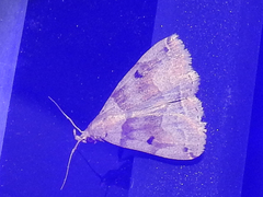 Zanclognatha laevigata