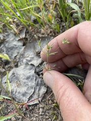 Linanthus harknessii