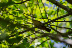 Cantorchilus longirostris