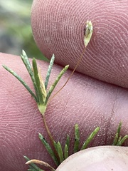 Linanthus harknessii