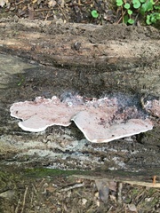 Nigroporus