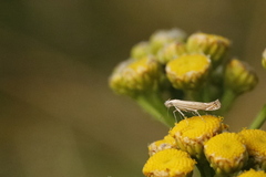 Isophrictis striatella