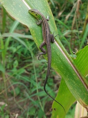 Cnemidophorus gramivagus