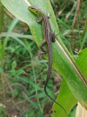 Cnemidophorus gramivagus