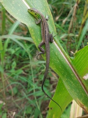 Cnemidophorus gramivagus