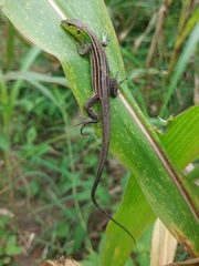 Cnemidophorus gramivagus