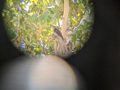 Dryobates nuttallii