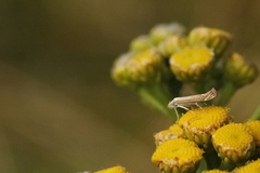 Isophrictis striatella